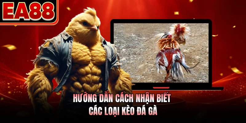 Hướng dẫn cách nhận biết các loại kèo đá gà